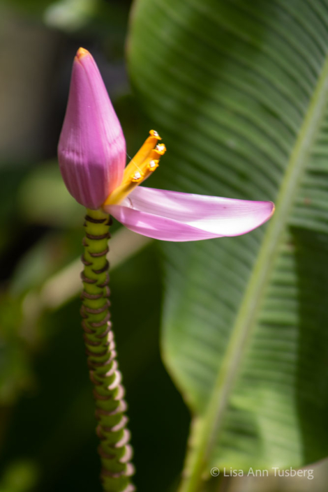 Pink Flowering Banana