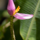 Pink Flowering Banana