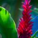 Hawaii Red Burst Ginger