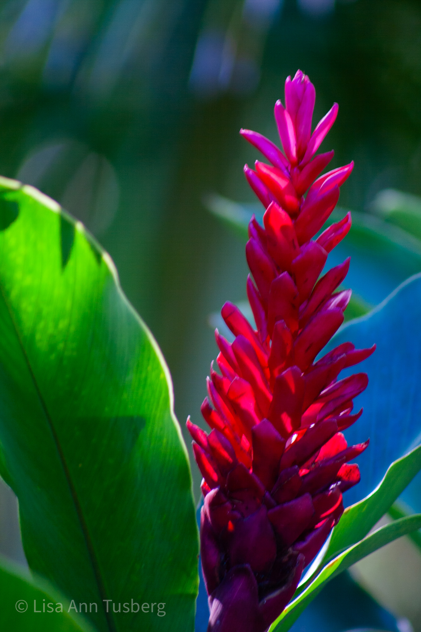 Maui Red Ginger by Lisa Tusberg