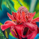 Awapuhi-ula-ula Maui Tropical Flower Oil Painting of a Red Giner flower located in Twin Falls Maui Hawaii